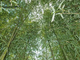 Image showing Bamboo plant