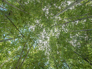 Image showing Bamboo plant