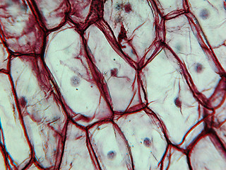 Image showing Onion epidermus micrograph