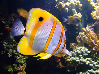 Image showing Clownfish