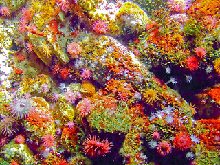 Image showing Colorful coral