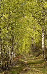 Image showing Forest pathway