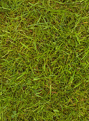 Image showing Lawn with grass and moss