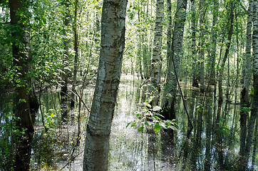 Image showing view water flooded forest summer day 