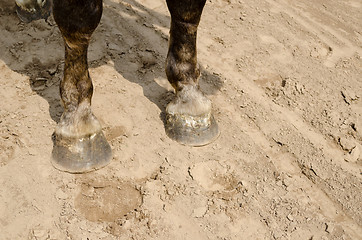 Image showing close up of horse hooves on sand 