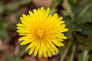 Image showing Dandelion Flower Weed