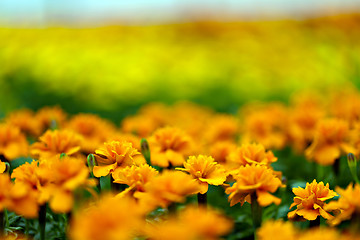 Image showing Marigold Flowers Macro