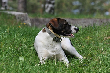 Image showing Mongrel dog