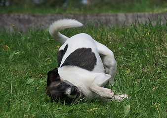 Image showing Mongrel dog