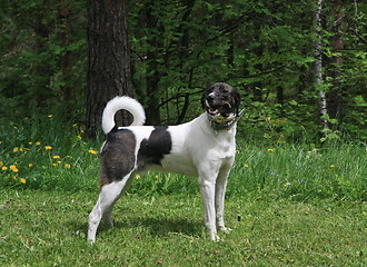 Image showing Mongrel dog