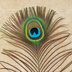 Image showing Peacock Feather