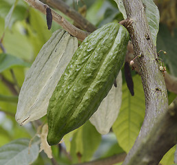 Image showing Cocoa Tree With Fruits