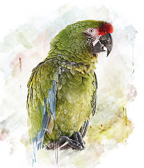 Image showing Watercolor Image Of  Parrot