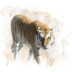 Image showing Tiger Walking