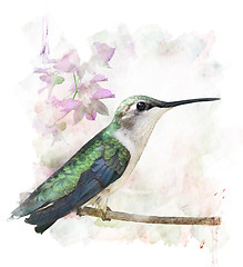 Image showing Hummingbird Perching