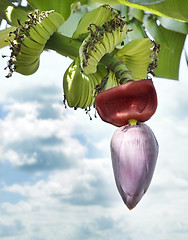 Image showing Banana Blossom 