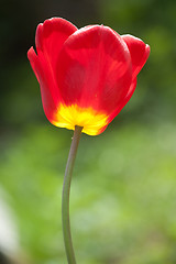 Image showing red tulip