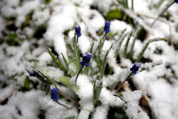 Image showing flowers under sudden snow