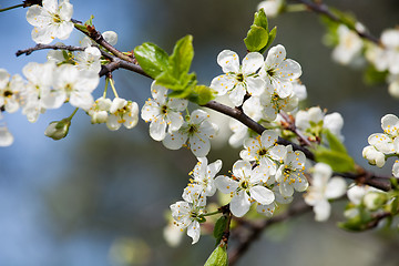 Image showing spring white blossom plum tree