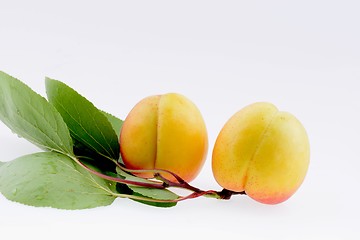 Image showing Ripe apricot closeup 