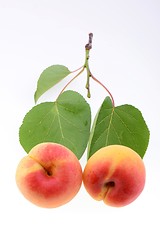 Image showing Ripe apricot closeup 