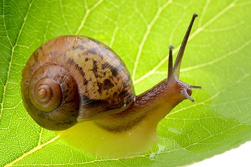 Image showing Snail on a green leaf 