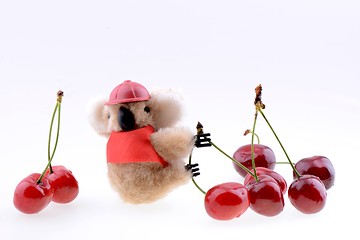 Image showing Toy koala collecting Sweet cherries