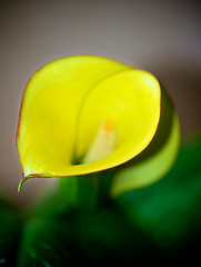 Image showing Yellow Calla Lily