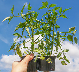 Image showing Plug tomato plant