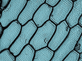 Image showing Onion epidermus micrograph