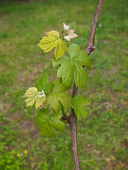 Image showing Vitis plant