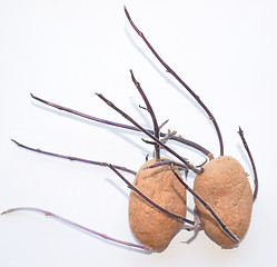 Image showing Potato sprout