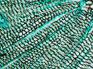 Image showing Pine Wood micrograph