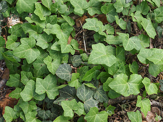 Image showing Ivy leaves