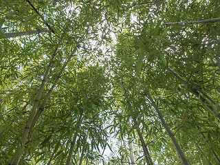 Image showing Bamboo plant