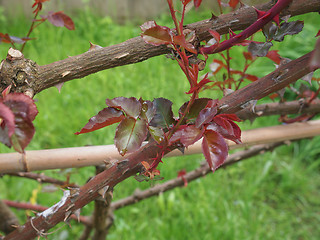 Image showing Rose plant