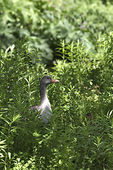 Image showing Grey goose in a thicket