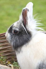 Image showing Young Lion head bunny