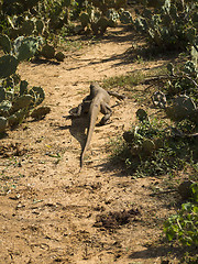 Image showing Young waran in a national park