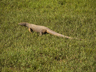 Image showing Young waran in a national park