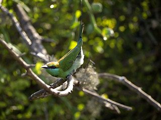 Image showing Beautiful green bird at the national park