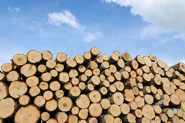 Image showing pile of cut logs on blue sky background 