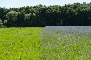 Image showing bluebottle flowers field and meadow by forest 