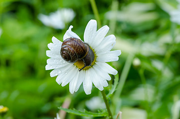 Image showing wet snail on daisy flower bloom center covered dew 