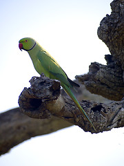 Image showing Green parrot sitting on a tree