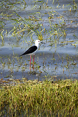 Image showing Stilt bird in a national park