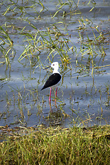 Image showing Stilt bird in a national park