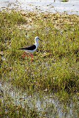 Image showing Stilt bird in a national park