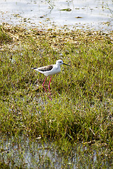 Image showing Stilt bird in a national park