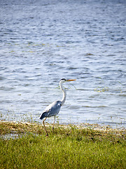 Image showing Herons in a national park
